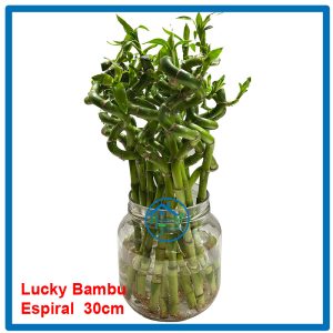 Lucky Bambu Espiral 30cm alto